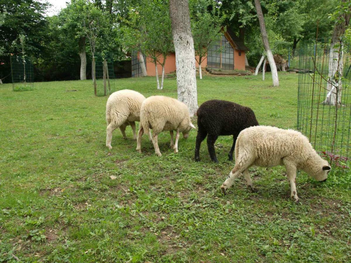 Homestay Historicky Objekt Ailit Podbranc